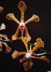 Aranda Hilda Galistan