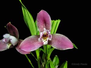 Lycaste smeeana