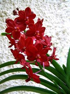 Vandachostylis Roll on Red