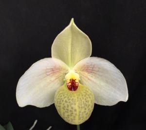 Paphiopedilum Memoria Larry Heuer