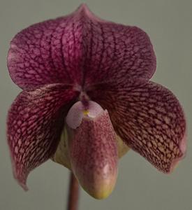 Paphiopedilum Dora Crawshaw