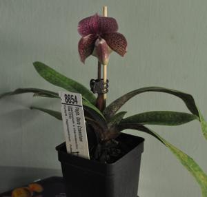 Paphiopedilum Dora Crawshaw