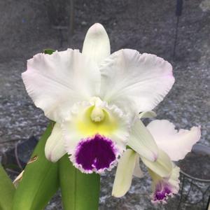 Cattleya Pure Soul