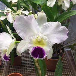 Cattleya Pure Soul