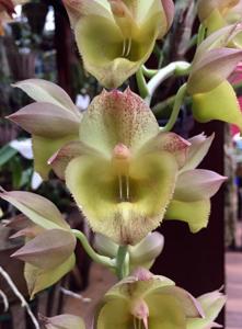 Catasetum Mary Spencer