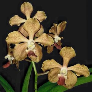 Vanda Trisum