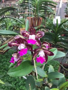 Cattleya tigrina-Cruzeiro do Sul