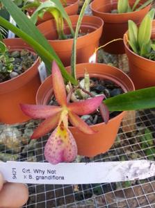 Broanthevola Laureen Sprock