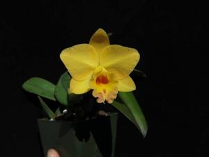 Cattleya Itsy Bitsy