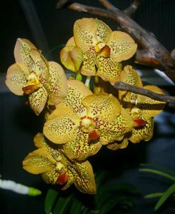 Vanda Sanchai Gold Spots