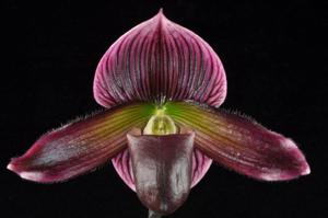 Paphiopedilum Blushing Petula