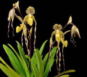 Paphiopedilum Memoria Gordon Peters