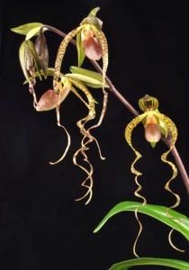 Paphiopedilum Chiu Hua Dancer