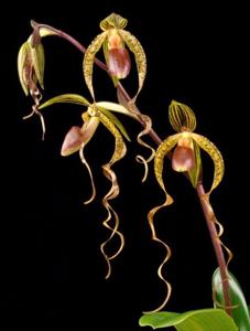 Paphiopedilum Chiu Hua Dancer