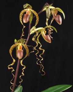 Paphiopedilum Chiu Hua Dancer