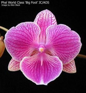 Phalaenopsis World Class