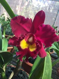 Rhyncholaeliocattleya Sanyung Ruby