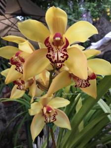 Cymbidium Via Ambarino