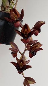 Catasetum apolloi