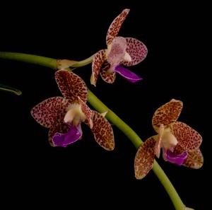 Phalaenopsis Little One