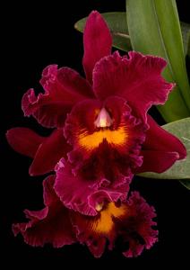 Rhyncholaeliocattleya Sanyung Ruby