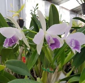 Cattlianthe Blue Angel