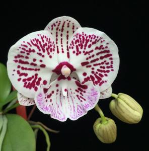 Phalaenopsis Younghome New Staff