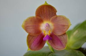 Phalaenopsis Joy Spring Canary