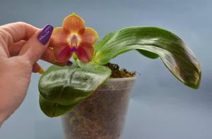 Phalaenopsis Joy Spring Canary