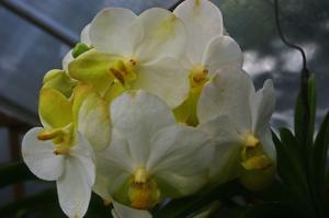 Vanda Tubtim Velvet