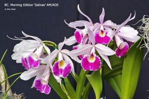 Brassocattleya Morning Edition