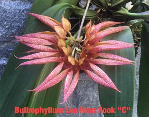 Bulbophyllum Lee Nam Fook