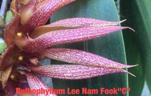 Bulbophyllum Lee Nam Fook