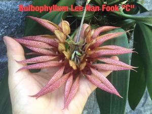 Bulbophyllum Lee Nam Fook