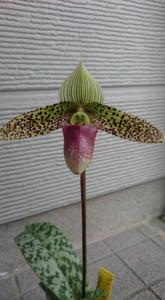 Paphiopedilum Saiun