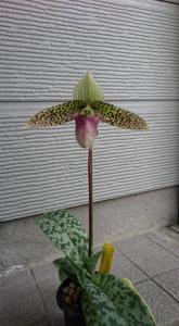 Paphiopedilum Saiun