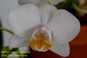 Phalaenopsis Artemis