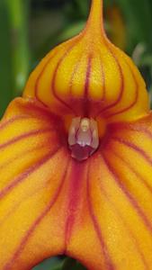 Masdevallia Pat Akehurst