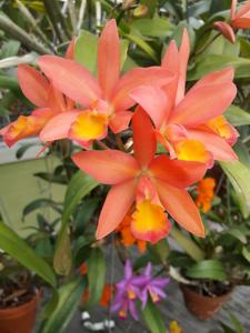 Cattlianthe Caribbean