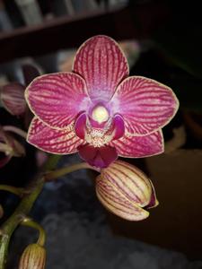 Phalaenopsis Tying Shin Golden Queen