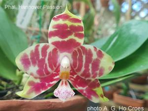 Phalaenopsis Hannover Passion