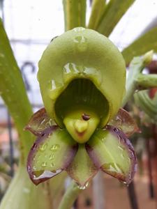 Catasetum Donna Wise