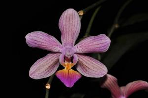 Phalaenopsis Mrs. J. H. Veitch