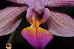 Phalaenopsis Mrs. J. H. Veitch