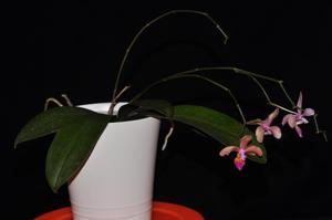 Phalaenopsis Mrs. J. H. Veitch