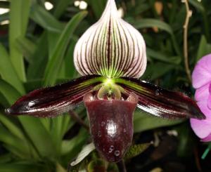 Paphiopedilum Hawaiian Illusion