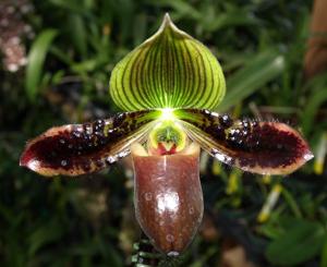 Paphiopedilum Hawaiian Illusion