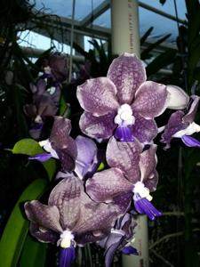 Vanda Memoria Louis Hatos