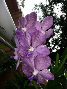 Vanda Memoria Louis Hatos