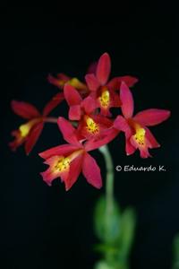 Epicattleya Veitchii